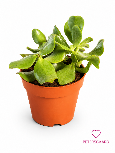 Crassula arborescens ‘Cristata’ – Bølgebladet pengeplante