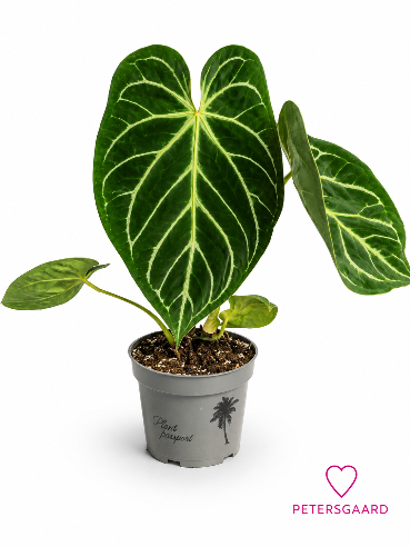 Anthurium crystallinum – Fløjlsanthurium