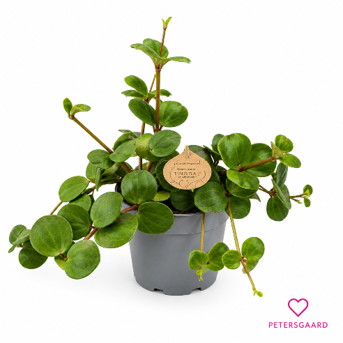 Peperomia (Radiatorplante)