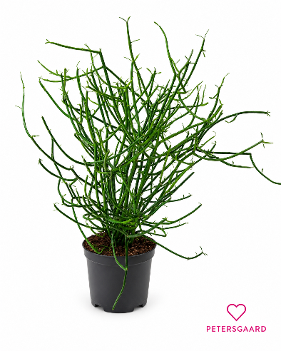 Blyantskaktus - Euphorbia tirucalli