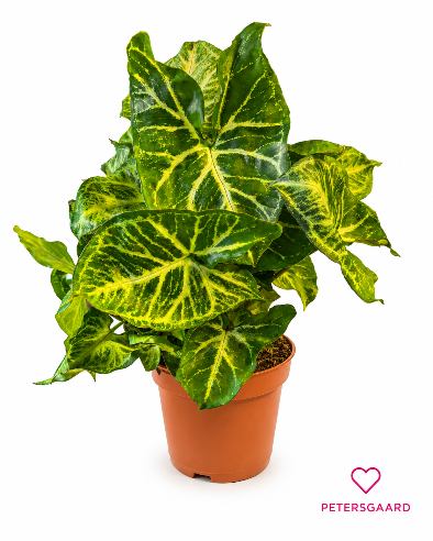 Syngonium 'Arrow' – dekorativ og let at passe