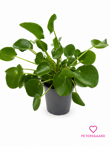 Pilea
