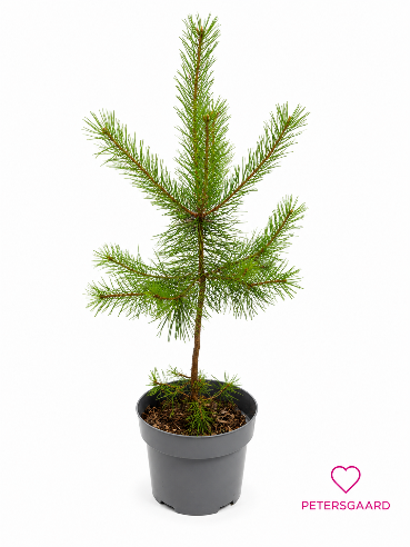 Fyrtræ (Pinus)