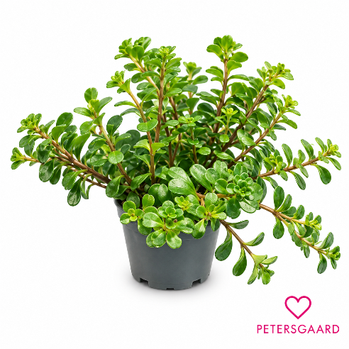 Sedum makinoi ‘Kosmos’ – 6 cm potte (Stenurt)