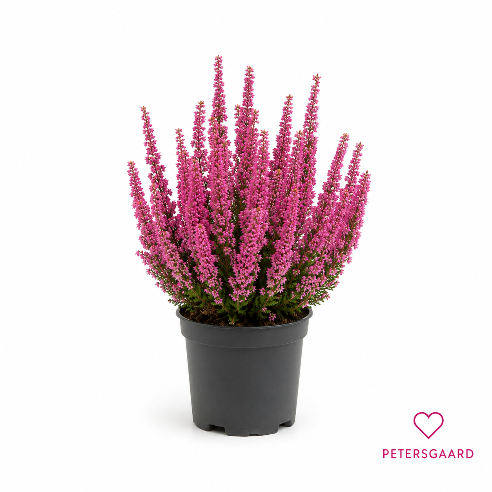 Lyng - Erika Gracilis Beauty