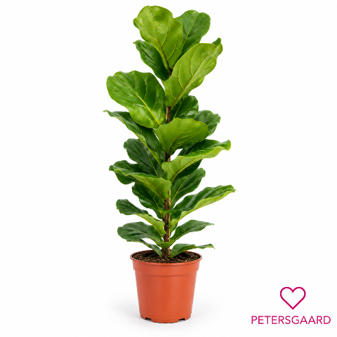 Ficus Lyrata - Violinfigen