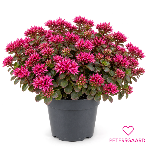 Sedum spurium – Stenurt