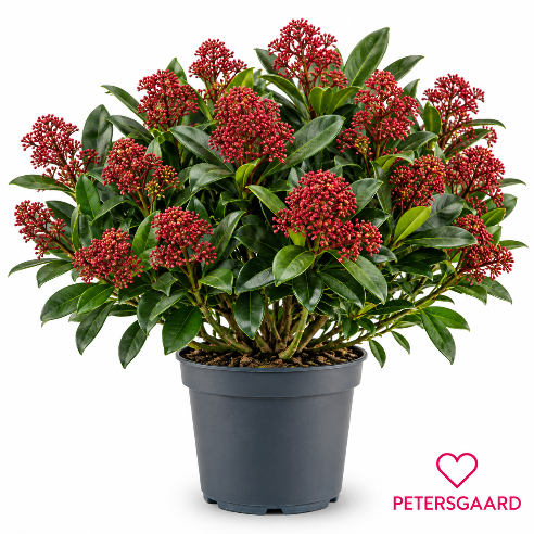 Skimmia Rød Stor