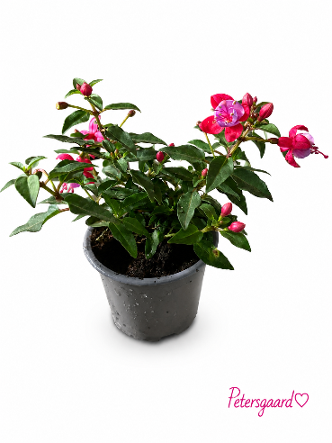 🌸 Fuchsia 'Isabella' 🌸