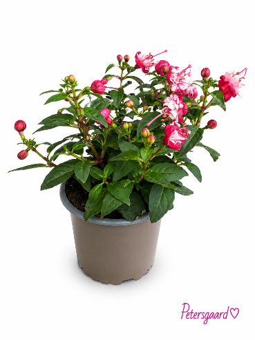 🌸 Fuchsia 'Biocolor' 🌸