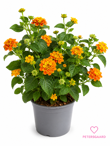 Ildkrone - Lantana Orange