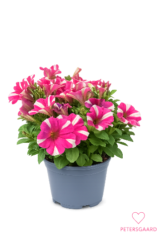 Petunia Candy Pink