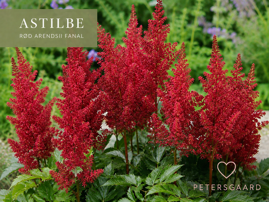 Astilbe Rød