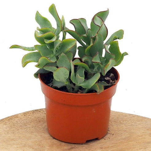 Crassula arborescens ‘Cristata’ – Bølgebladet pengeplante