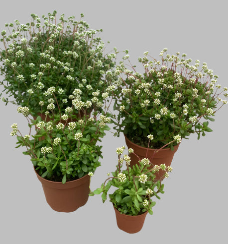 Crassula Radicans i hvid