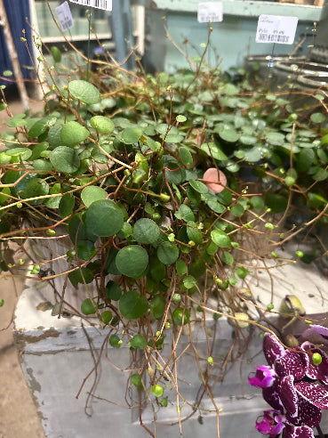 peperomia Pepperspot