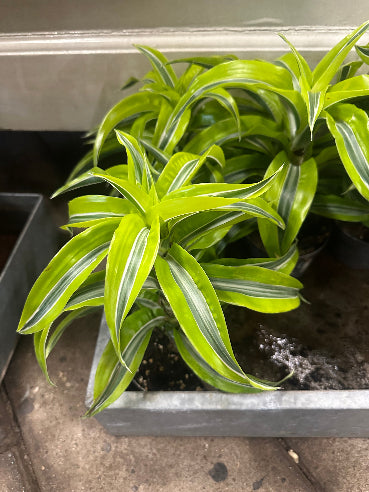 Dracaena Lime spiral