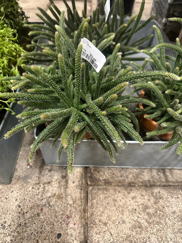 Rhipsalis Baccifera Horrida Sukkulent i lerpotte