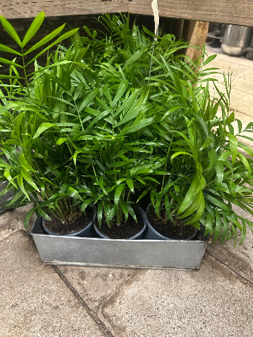 Chamaedorea bjergpalme