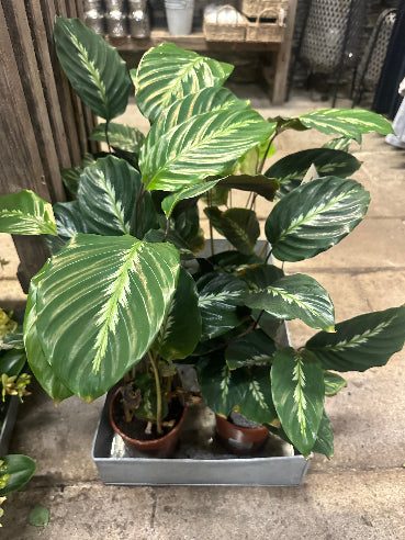Calathea stueplante