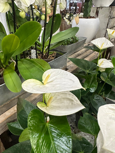 Anthurium hvid