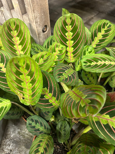 Fiskebensplante - Maranta Leuconeura