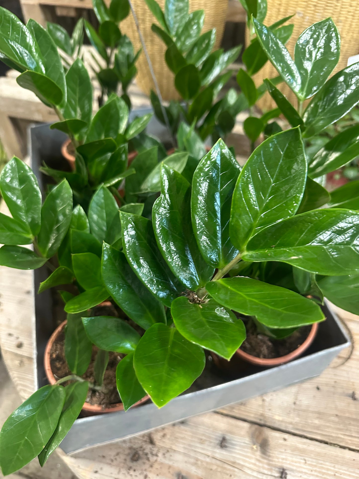 Garderobeblomst – Zamioculcas zamiifolia