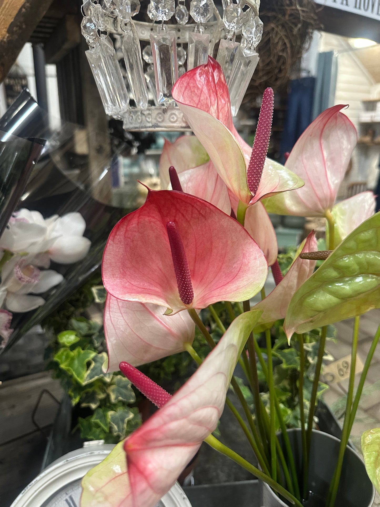 Afskåren anthurium rosa