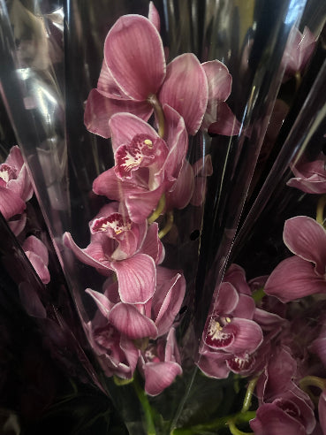 Afskåren orkidé grene - Gammel rosa
