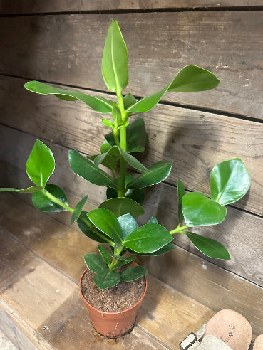 Clusia stueplante