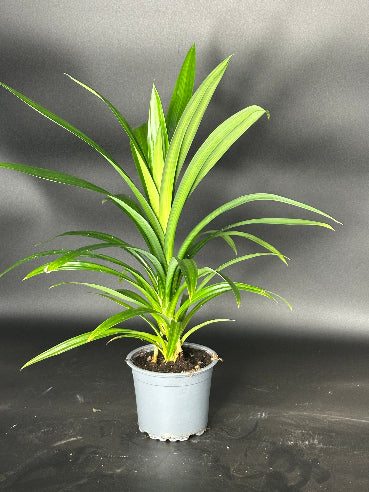 Pandanus Veitchii Stueplante (Skruepalme)