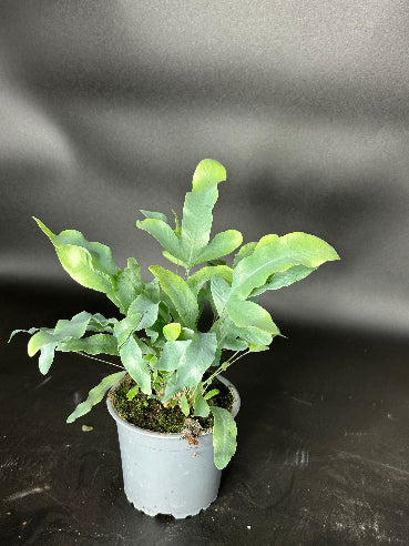 Phlebodium "Blue Star" Stueplante