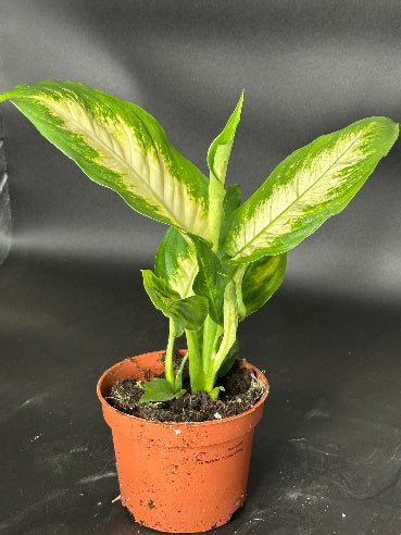 Dieffenbachia Camilla Stueplante