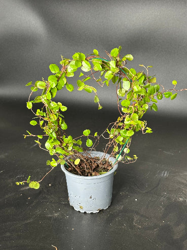 Pletter i luften på rund bøjle