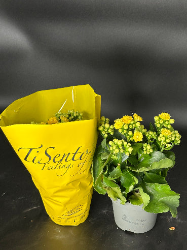 Kalanchoe gul (Brændende kærlighed)