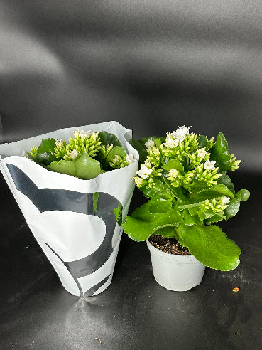 Kalanchoe Hvid (Brændende kærlighed)