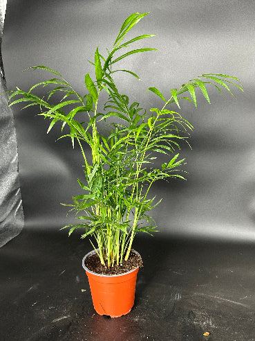 Bjergpalme - Chamaedorea Elegans Stueplante