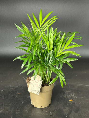 Bjergpalme - Chamaedorea Elegans Stueplante