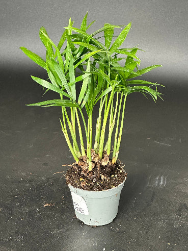 Bjergpalme - Chamaedorea Elegans Stueplante Mini