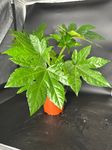 Fatsia Japonica Stueplante - Stue aralie