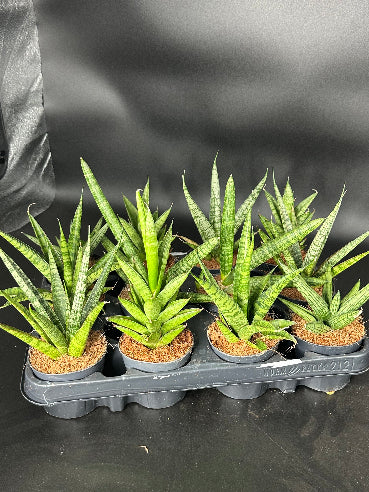 Sansevieria Cylindrica