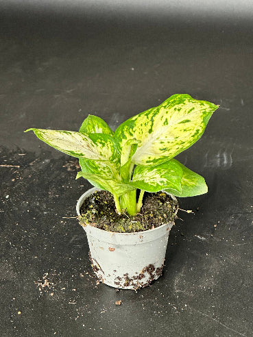 Dieffenbachia Maculata Mini