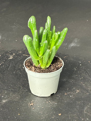 Crassula Ovata