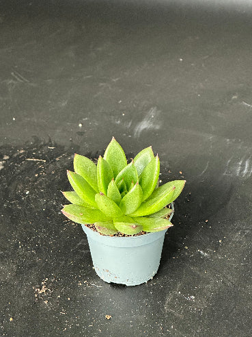 Echeveria Agavoides Red Tips