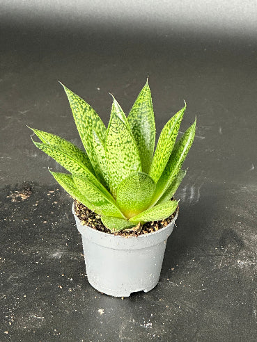 Aloe D. Tiga