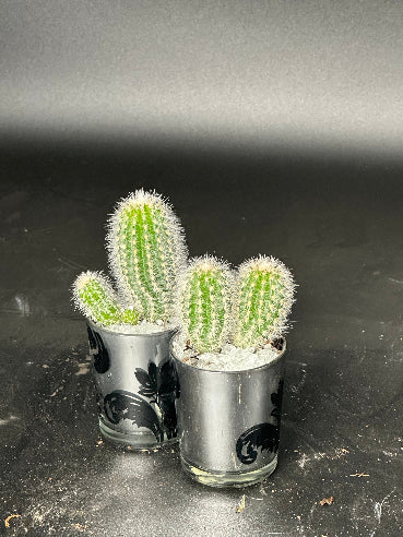 Sølv/sort mini potte med kaktus