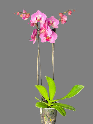2 grenede orkidéer i lyserød/pink