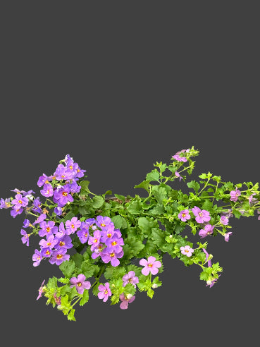 Bacoba carolina Lilla