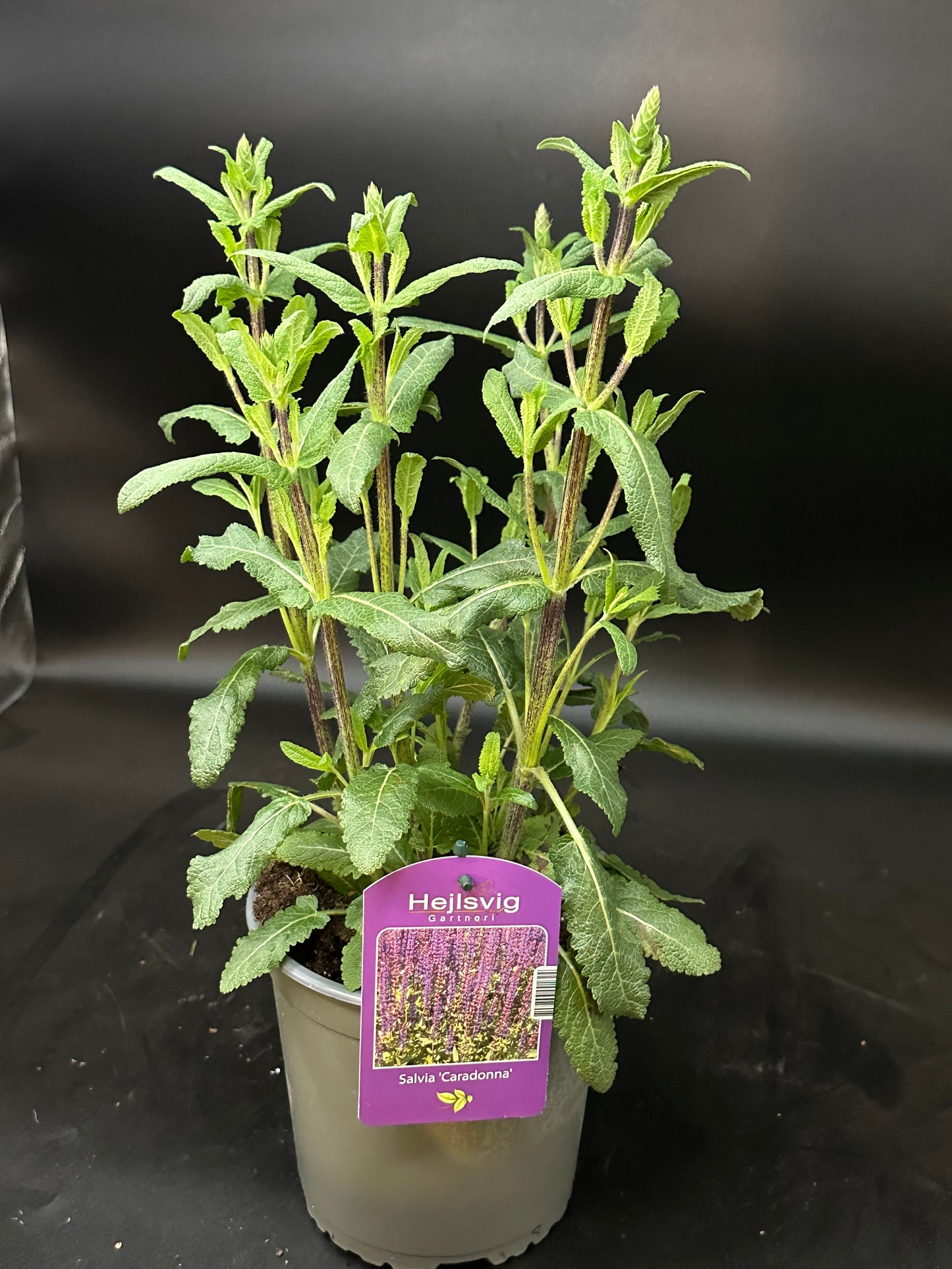 Salvia staude