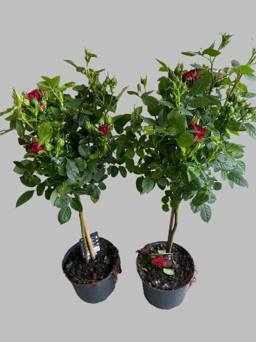 Opstammet rose - røde